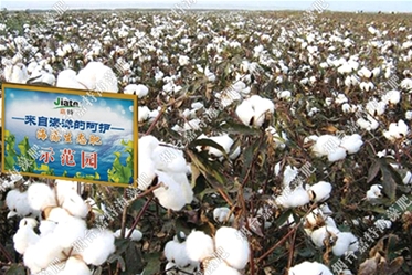 新疆玛纳斯棉花——膏状海藻肥+海德玛斯