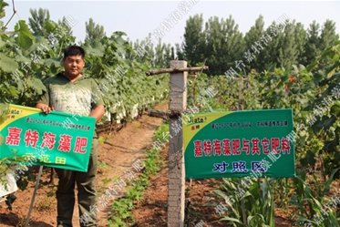 嘉特海藻肥葡萄示范基地